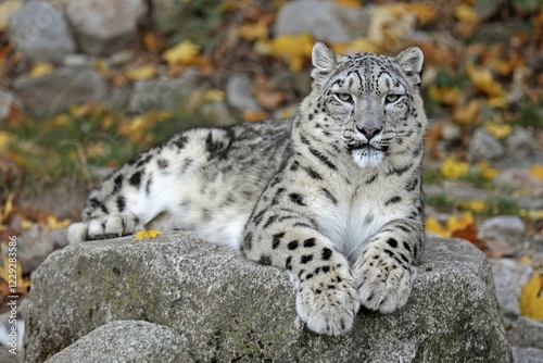 Snow leopard (Panthera uncia), lying on rocks, captive, Germany, Europe photo