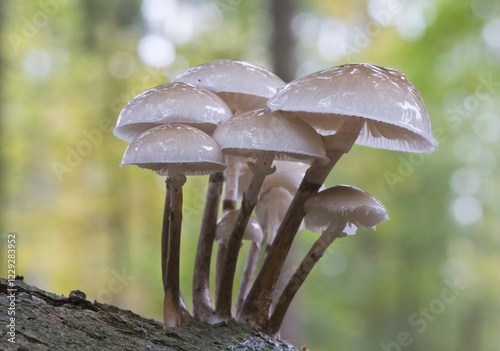 Porcelain fungi (Oudemansiella mucida) on tree bark, Emsland, Lower Saxony, Germany, Europe photo