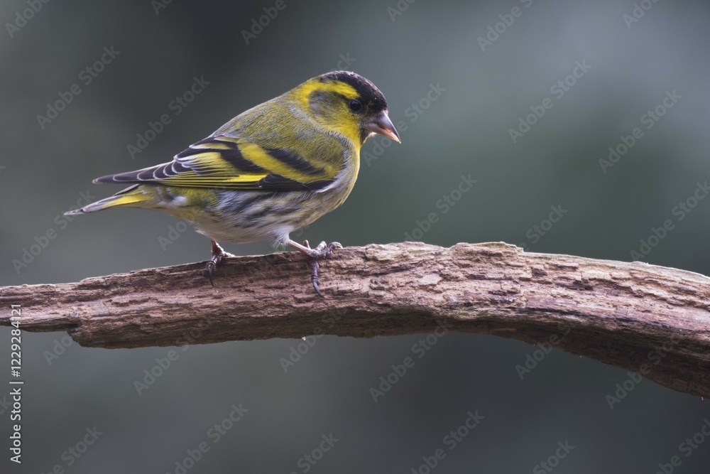 Eurasian siskin (Carduelis spinus), male, sitting on a branch, Emsland, Lower Saxony, Germany, Europe Eurasian siskin (Carduelis spinus), male, sitting on a branch, Emsland, Lower Saxony, Germany, Europe