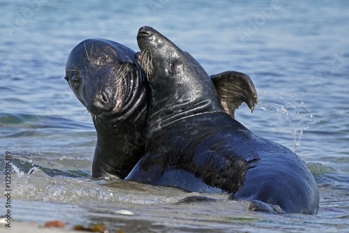 Two Grey seals (Halichoerus grypus) fighting in shallow water, Helgoland, Schleswig-Holstein, Germany, Europe photo