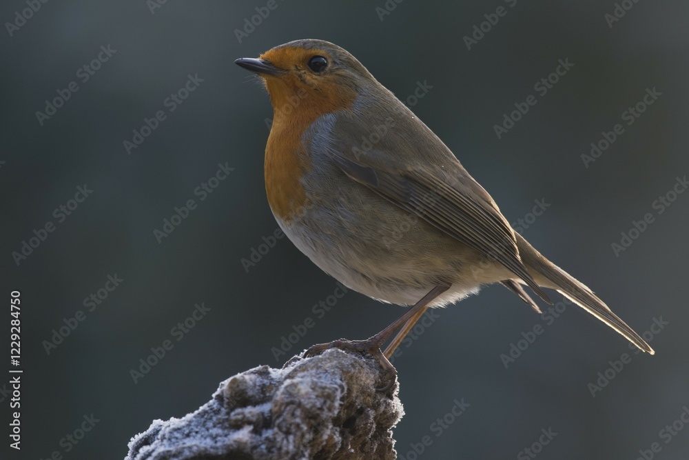 European robin (Erithacus rubecula) sitting on tree stump, Emsland, Lower Saxony, Germany, Europe European robin (Erithacus rubecula) sitting on tree stump, Emsland, Lower Saxony, Germany, Europe