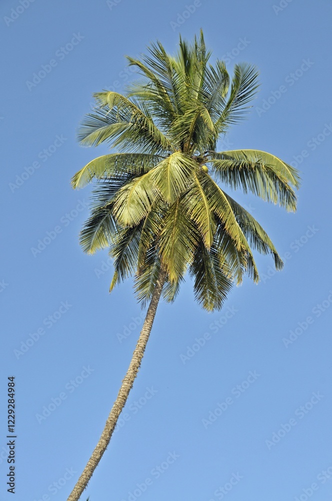 Fototapeta premium Coconut Palm (Cocos nucifera), Tangalle, Sri Lanka, Ceylon, Asia
