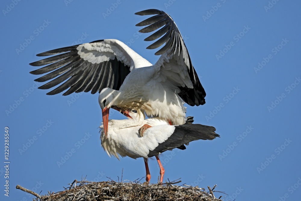 Two White storks (Ciconia ciconia) copulate on their nest, Germany, Europe Two White storks (Ciconia ciconia) copulate on their nest, Germany, Europe