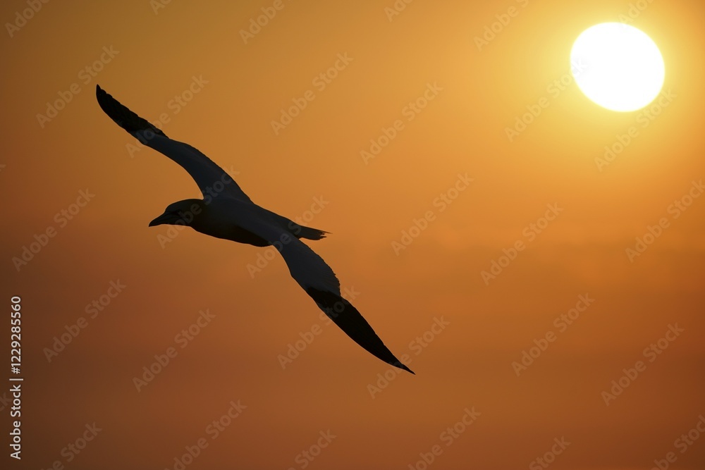 Fototapeta premium Northern gannet (Sula bassana) flying at sunset, Helgoland, Schleswig-Holstein, Germany, Europe