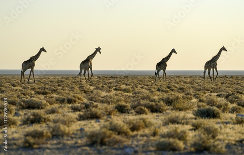 Angolan Giraffes (Giraffa camelopardalis angolensis) running one after another in the steppe, Etosha National Park, Namibia, Africa photo