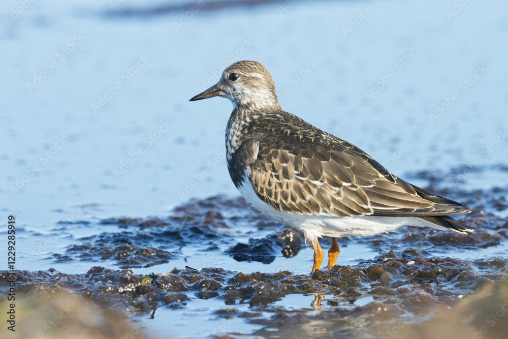 Ruddy Turnstone (Arenaria interpres) in the mud, shallow water, Darss, Mecklenburg-Western Pomerania, Germany, Europe Ruddy Turnstone (Arenaria interpres) in the mud, shallow water, Darss, Mecklenburg-Western Pomerania, Germany, Europe