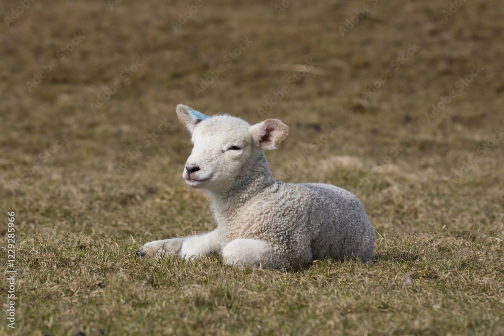 Sheep (Ovis), Lamb on pasture, Hallig Hooge, Nordfriesland, Schleswig-Holstein, Germany, Europe Sheep (Ovis), Lamb on pasture, Hallig Hooge, Nordfriesland, Schleswig-Holstein, Germany, Europe
