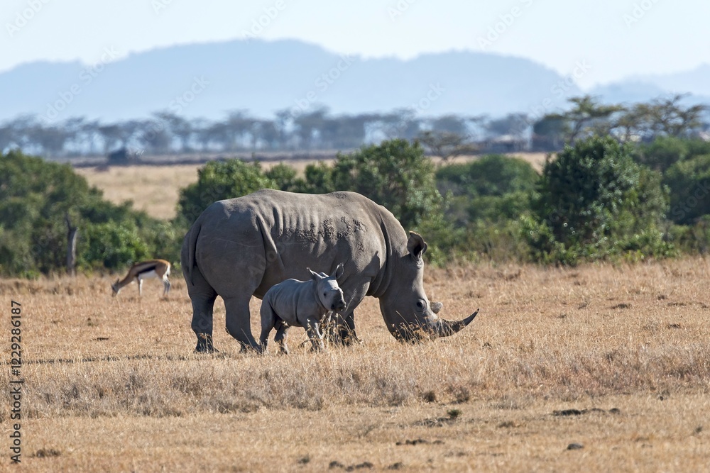 Fototapeta premium White Rhinoceros (Ceratotherium simum) feeding, with young, Ol Pejeta Reserve, Kenya, Africa