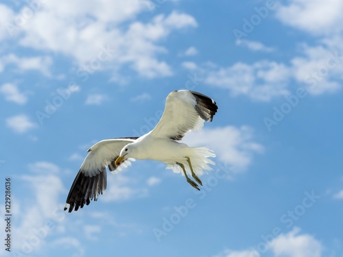 Kelp Gull (Larus dominicanus) in flight, Walvis Bay, Erongo Region, Namibia, Africa