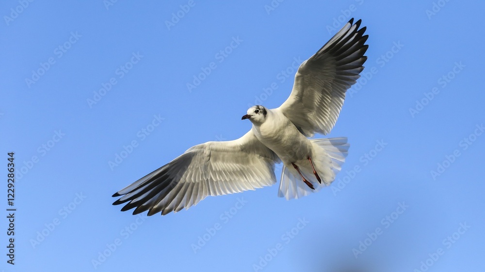 Black-headed gull (Chroicocephalus ridibundus) in flight, Lake Kemnade, North Rhine-Westphalia, Germany, Europe