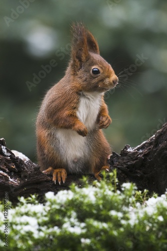Eurasian red squirrel (Sciurus vulgaris) in winter, Emsland, Lower Saxony, Germany, Europe