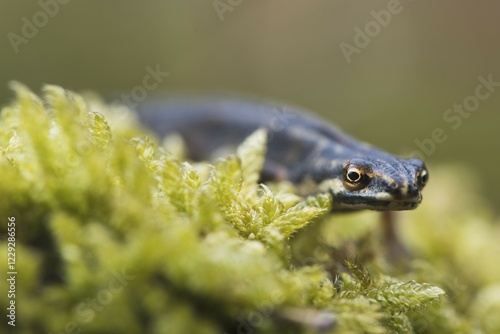 Common newt (Lissotriton vulgaris), in moss, Emsland, Lower Saxony, Germany, Europe photo