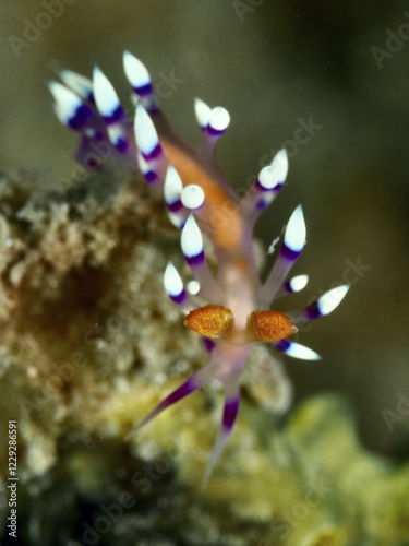 Close-up of a colourful nudibranch, White-tipped Coryphellina, Flabellina exoptata (Coryphellina exoptata), on a seabed, dive site Spice Reef, Penyapangan, Bali, Indonesia, Asia photo