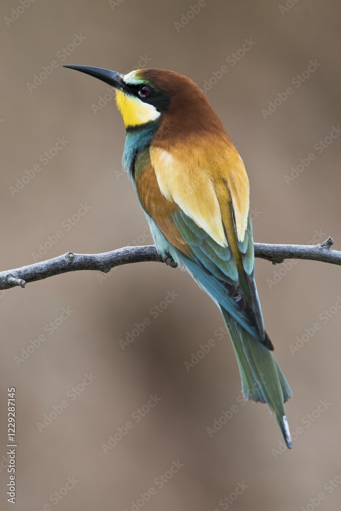 European bee-eater (Merops apiaster) sitting on a branch, Rhineland-Palatinate, Germany, Europe