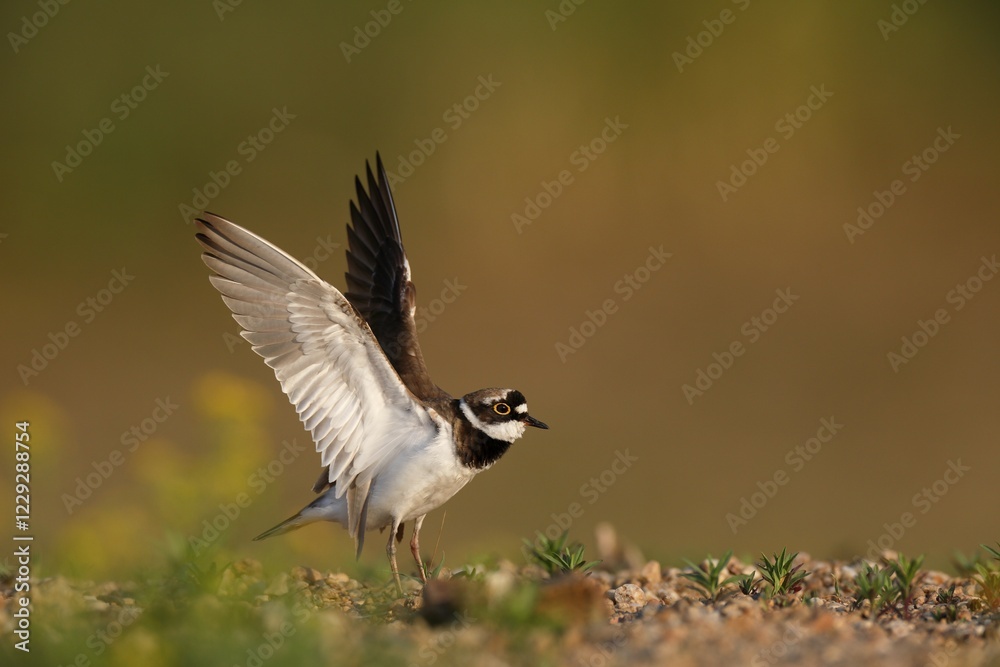 Little ringed plover (Charadrius dubius), landing on the gravel bank, Biosphere Reserve Middle Elbe, Dessau-Roßlau, Saxony-Anhalt, Germany, Europe Little ringed plover (Charadrius dubius), landing on the gravel bank, Biosphere Reserve Middle Elbe, Dessau-Roßlau, Saxony-Anhalt, Germany, Europe