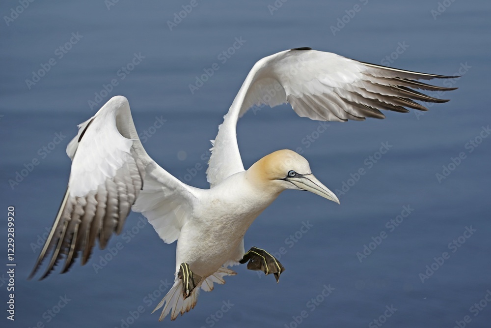 Northern gannet (Sula bassana) flying over the sea, Helgoland, Schleswig-Holstein, Germany, Europe Northern gannet (Sula bassana) flying over the sea, Helgoland, Schleswig-Holstein, Germany, Europe