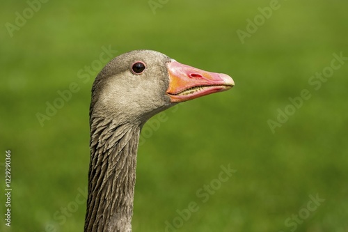 Greylag Goose (Anser anser), Bavaria, Germany, Europe