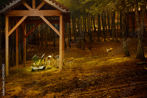 baby deer in field, hacettepe yeşil vadi photo