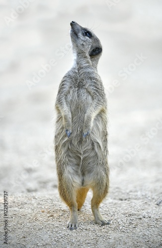 Meerkat (Suricata suricatta), captive, standing upright, Germany, Europe