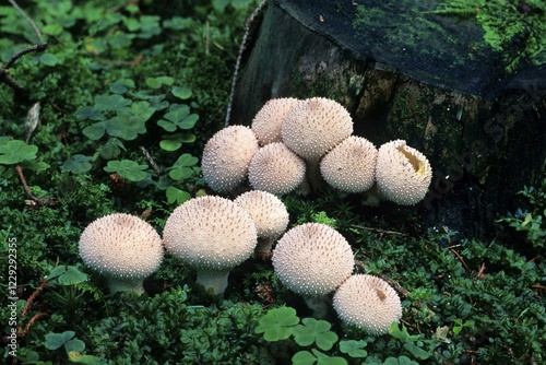 Gem-studded Puffball or Devil's Snuff-box (Lycoperdon perlatum), mushrrom photo