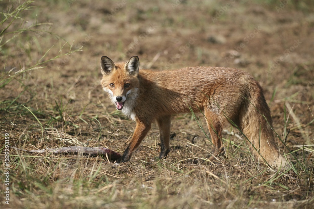Red Fox (Vulpes vulpes) in summer, with a fish