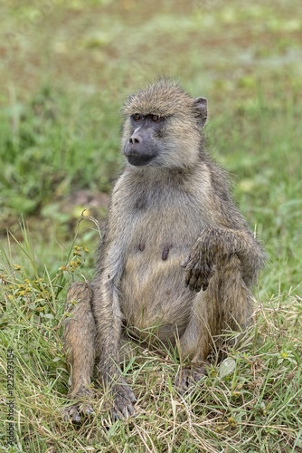 Yellow baboon (Papio cynocephalus), adult, female, sitting in Meadow, Amboseli National Park, Kenya, Africa