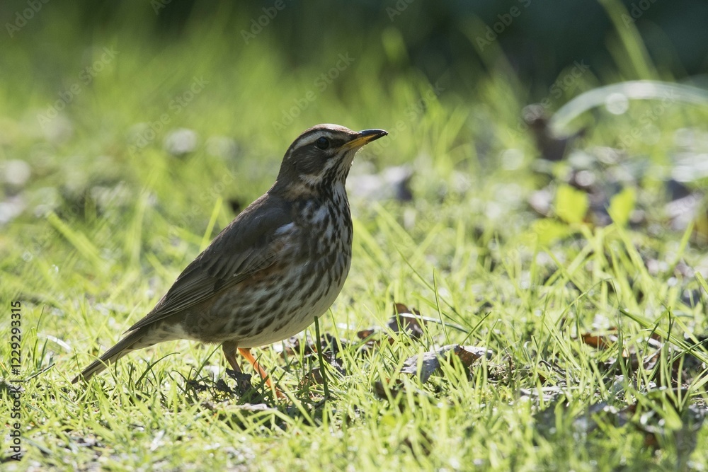 Redwing (Turdus iliacus) in grass, Emsland, Lower Saxony, Germany, Europe Redwing (Turdus iliacus) in grass, Emsland, Lower Saxony, Germany, Europe