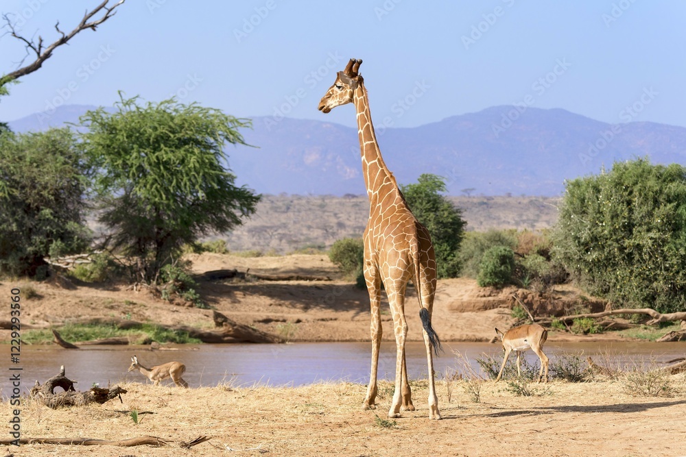 Ταπετσαρία Reticulated giraffe or Somali giraffe (Giraffa reticulata camelopardalis) by riv