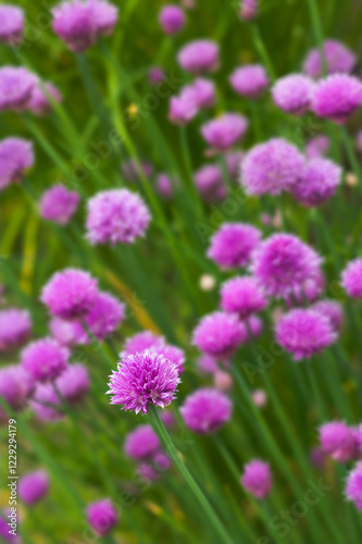 Nature  plant and chives with growth for sustainable gardening  environment and spring season. Outdoor  ecology and blossom with flowers for cultivation  floral petals and colorful for horticulture