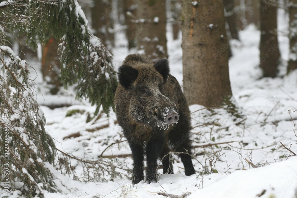 Φωτογραφία Wild boar (Sus scrofa), tusker in winter forest, Allgäu, Bavaria, Germany, Europ