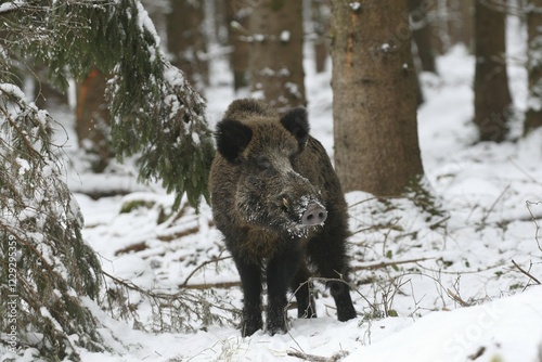 Photos Wild boar (Sus scrofa), tusker in winter forest, Allgäu, Bavaria, Germany, Europ