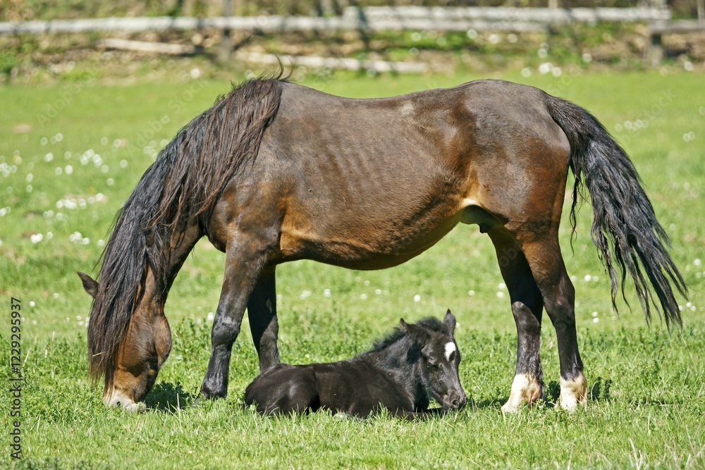 Domestic horses, Mare with foal grazing on pasture, Germany, Europe Domestic horses, Mare with foal grazing on pasture, Germany, Europe