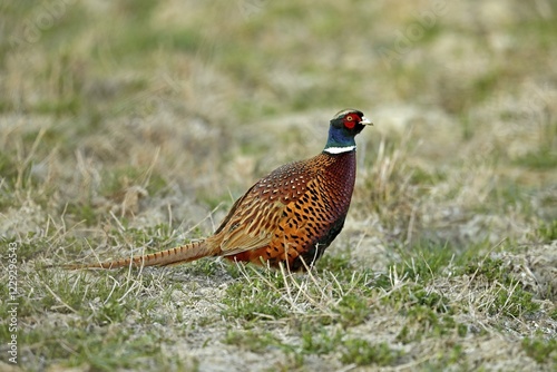 Pheasant (Phasianus colchicus), standing on a field, Burgenland, Austria, Europe