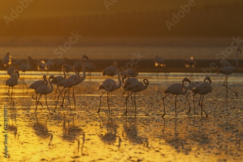 Greater Flamingos (Phoenicopterus roseus), at sunset, Laguna de Fuente de Piedra, Malaga province, Andalusia, Spain, Europe photo