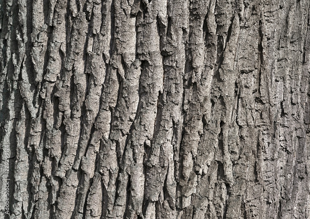 Bark of an old Oak (Quercus), Lower Saxony, Germany, Europe Bark of an old Oak (Quercus), Lower Saxony, Germany, Europe