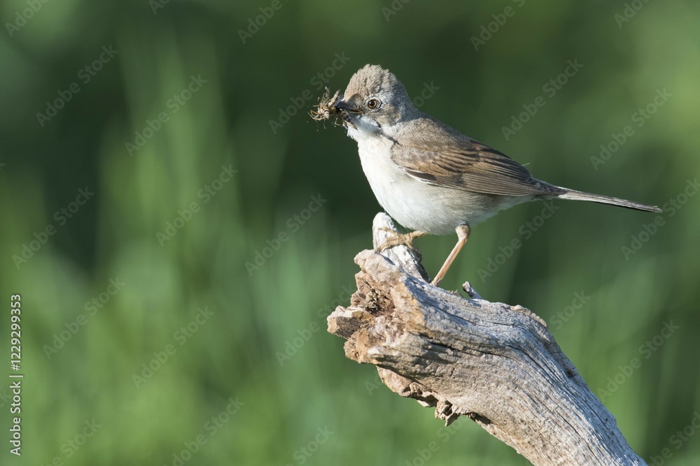 Fototapeta premium Common whitethroat (Sylvia communis) sitting with prey on branch, Emsland, Lower Saxony, Germany, Europe