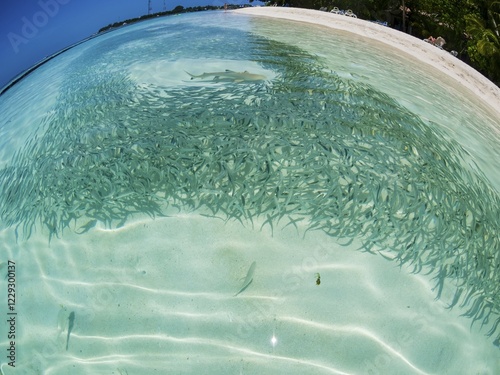 Fish swarm with sardines and hunting Blacktip reef shark (Carcharhinus melanopterus) in shallow water near the shore, fisheye, Rsadoo atoll. painting media photo