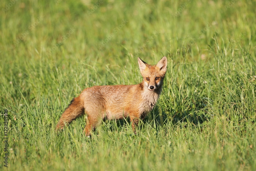 Red Fox (Vulpes vulpes) cub standing in the grass, Allgäu, Bavaria, Germany, Europe Red Fox (Vulpes vulpes) cub standing in the grass, Allgäu, Bavaria, Germany, Europe