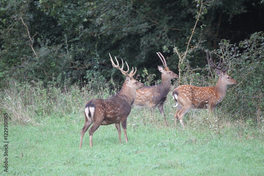 Obraz premium Sika Deer (Cervus nippon), Hungary, Europe