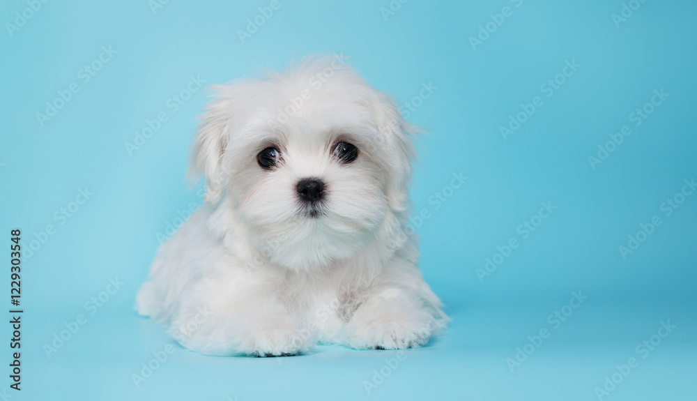 Portrait of a cute Maltese breed puppy. A small dog on a bright fashionable blue background. Portrait of a cute Maltese breed puppy. A small dog on a bright fashionable blue background.