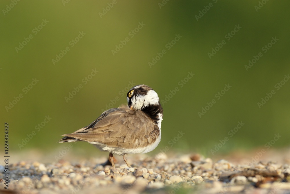 Obraz premium Little ringed plover (Charadrius dubius), plumage care, Middle Elbe Biosphere Reserve, Dessau-Roßlau, Saxony-Anhalt, Germany, Europe