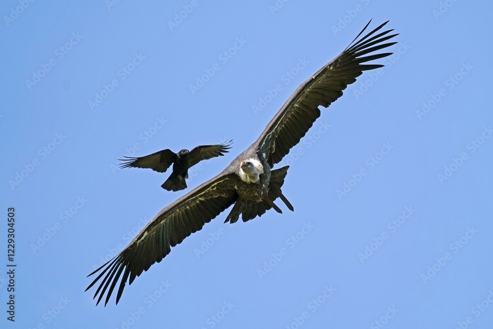 Griffon vulture (Gyps fulvus) is attacked in flight by Carrion crow (Corvus corone corone), Germany, Europe Griffon vulture (Gyps fulvus) is attacked in flight by Carrion crow (Corvus corone corone), Germany, Europe