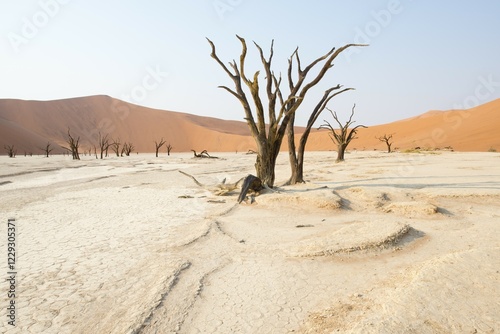 Dead camel thorn trees (Acacia erioloba) in Deadvlei, Sossusvlei, Namib Desert, Namibia, Africa photo