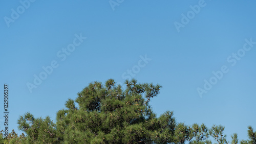 This image captures the top of lush pine tree against clear blue sky, showcasing natural beauty of the outdoors. Close up. Nature concept for landscape design. photo