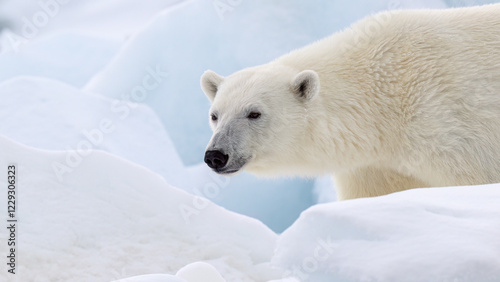 Obraz na płótnie Male polar bear (Ursus maritimus) on ice w salonie