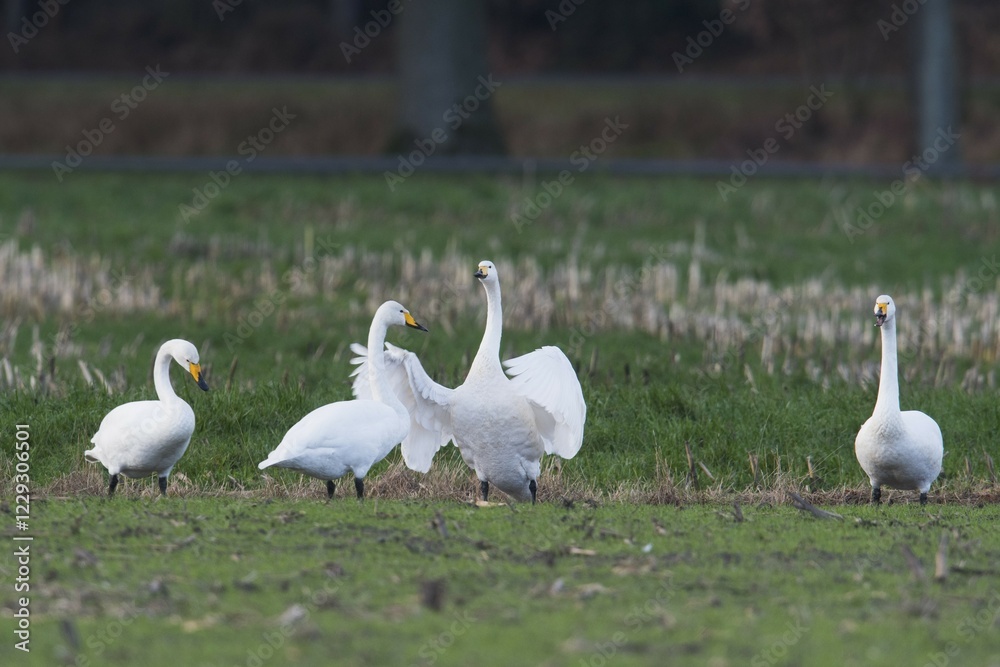 Obraz premium Whooper Swans (Cygnus cygnus), Emsland, Lower Saxony, Germany, Europe