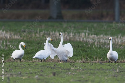 Fototapeta Naklejka Na Ścianę i Meble -  Whooper Swans (Cygnus cygnus), Emsland, Lower Saxony, Germany, Europe