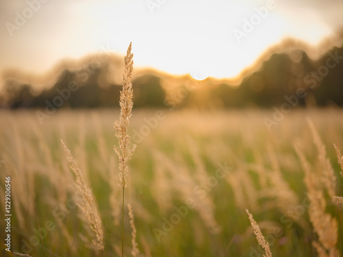 Billede på lærred Young woman walking through picturesque European field in late summer