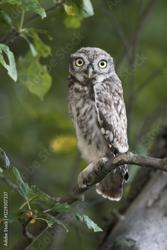Little owl (Athene noctua) sitting on branch in tree, Emsland, Lower Saxony, Germany, Europe