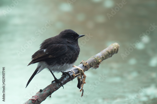 Black Phoebe photo